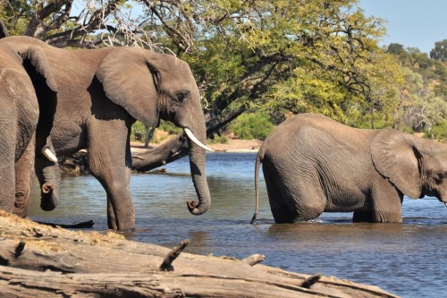 Thebe River Safaris omgeving chobe 2